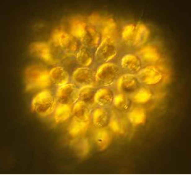 Bloom d’une microalgue, sur le Léman : Uroglena sp. non toxique, qui colore l'eau en marron