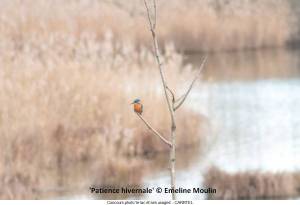 Patience-hivernale