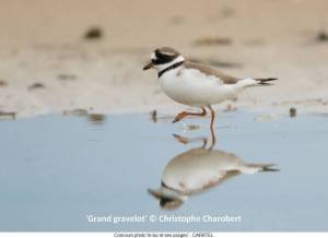 Grand-Gravelot