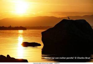 Heron-sur-son-rocher